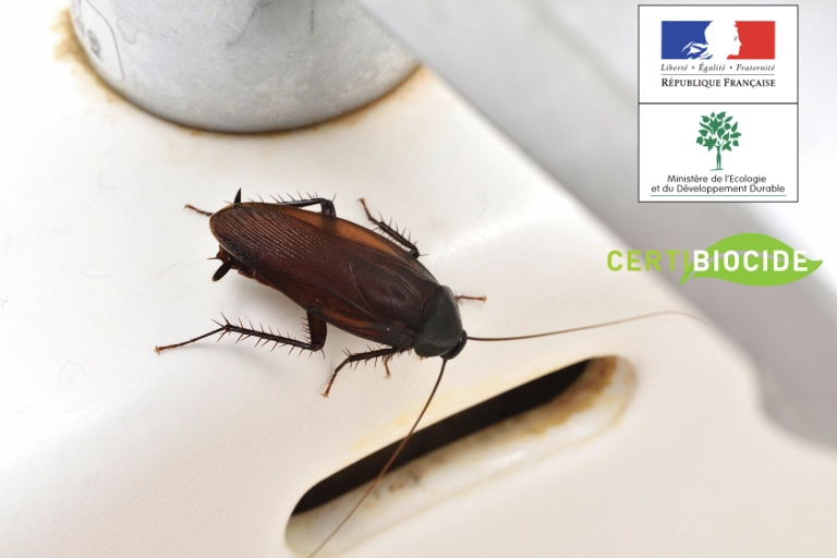 30 Pièges à Cafards Non Toxiques - Détection Physique Par Adhésion - Sans Insecticide, Sans Odeur - Pour Surveillance Maison - 5