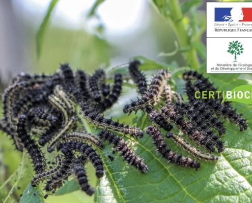 chenilles processionnaires mangent plantes Chenilles noires sur feuilles vertes.