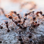 Groupe de fourmis sur sol naturel.