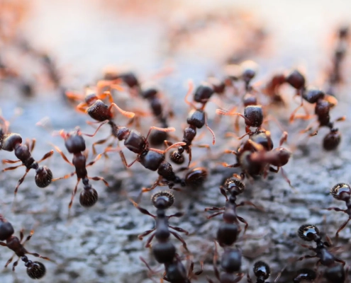 Groupe de fourmis sur sol naturel.