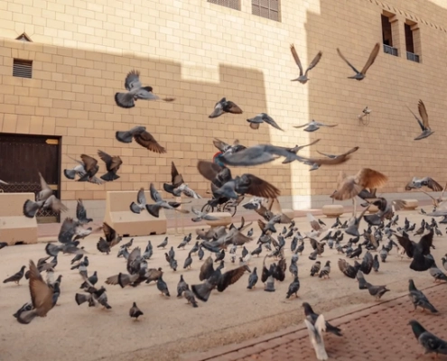 depigeonnage professionnel 1 Groupe de pigeons volant devant un bâtiment en briques.