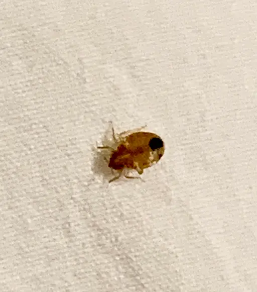 désinsectisation punaise de lit snap Gros plan d'une punaise de lit sur un drap.