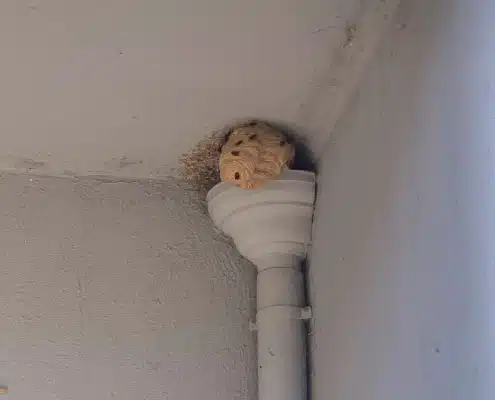 Nid de guêpes en coin de mur blanc.