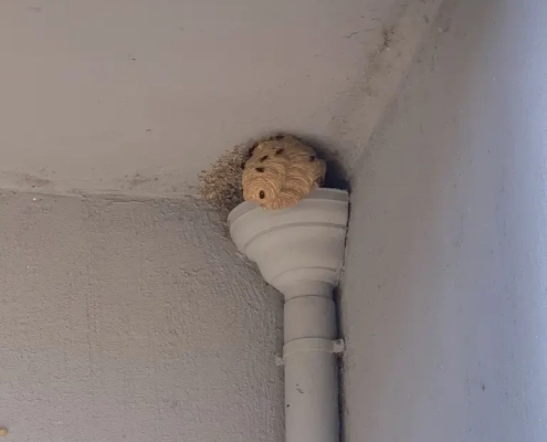 destruction nid de frelons par snap Nid de guêpes dans un coin de plafond