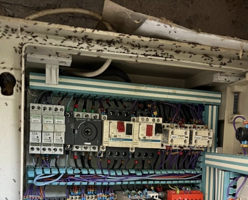 Panneau électrique envahi par des fourmis noires.