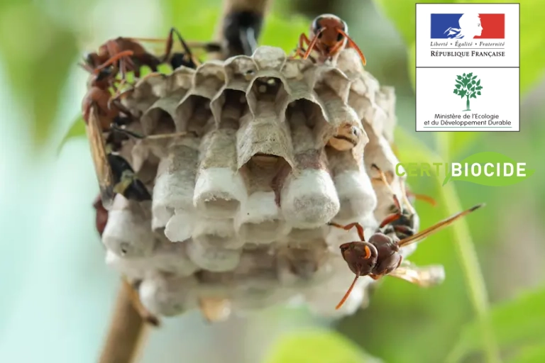 gros plan nid frelons