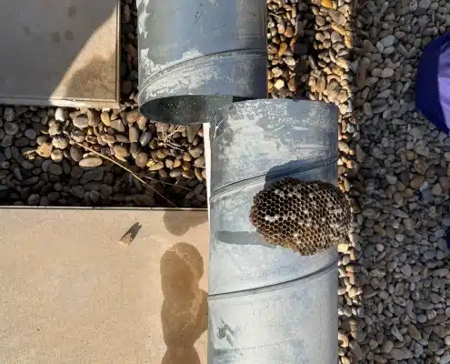 Nid d'abeilles sur des tuyaux en métal.