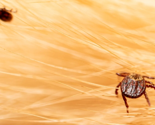Tique sur poils d'animal en gros plan.