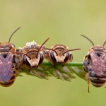 Abeilles alignées sur une brindille verte.