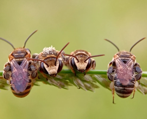 Abeilles alignées sur une brindille verte.