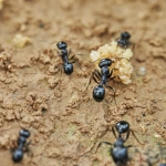 Fourmis cherchant de la nourriture sur le sol.