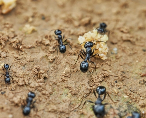 fourmis alimentation Fourmis cherchant de la nourriture sur le sol.