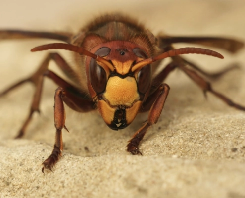 Gros plan d'un frelon asiatique sur le sol.