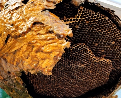 Gros plan sur un nid de guêpes construit.