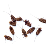 Blattes mortes sur fond blanc