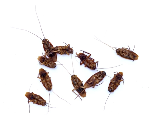 Blattes mortes sur fond blanc