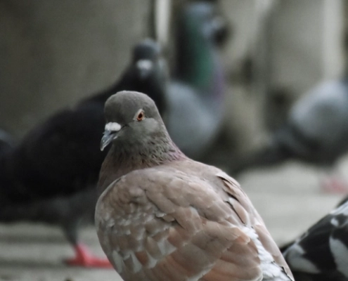 nuisances pigeons Pigeon gris marchant sur le trottoir.