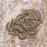Chenilles processionnaires sur sol naturel.