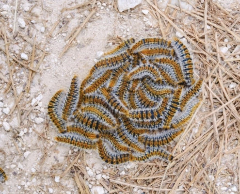 Chenilles processionnaires sur sol naturel.