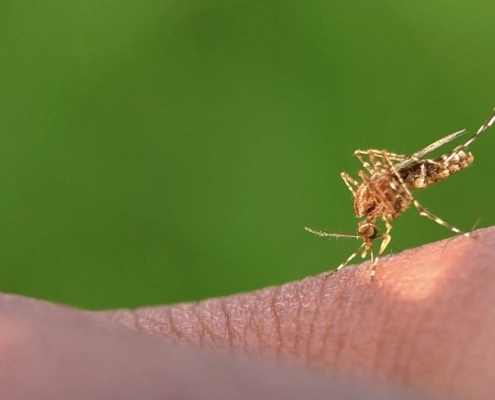 Moustique sur une peau humaine
