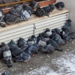 Groupe de pigeons se réchauffant près d'un bâtiment.