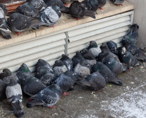 Groupe de pigeons se réchauffant près d'un bâtiment.