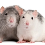 Deux souris sur fond blanc, pelage gris et blanc.