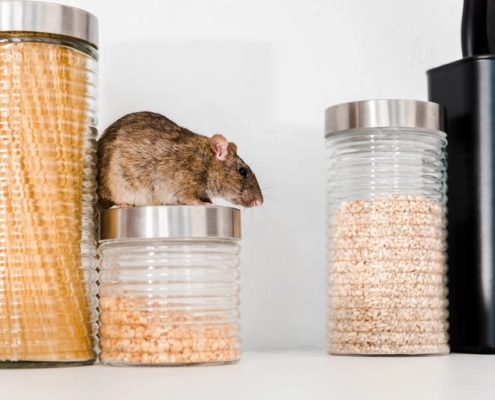 Rat sur bocal de cuisine.