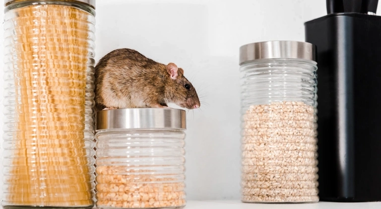Rat sur bocal de cuisine.
