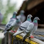 Pigeons posés sur une clôture sous la pluie